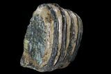 Southern Mammoth Molar Section - Hungary #123661-1